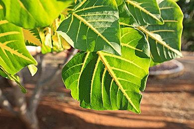 《愤怒的大脚》实机宣传片 神挡踢神、佛挡踹佛