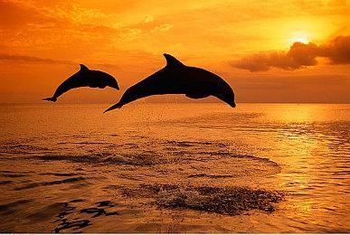 你现在可以在PlayStation商城网页版给游戏写评价了